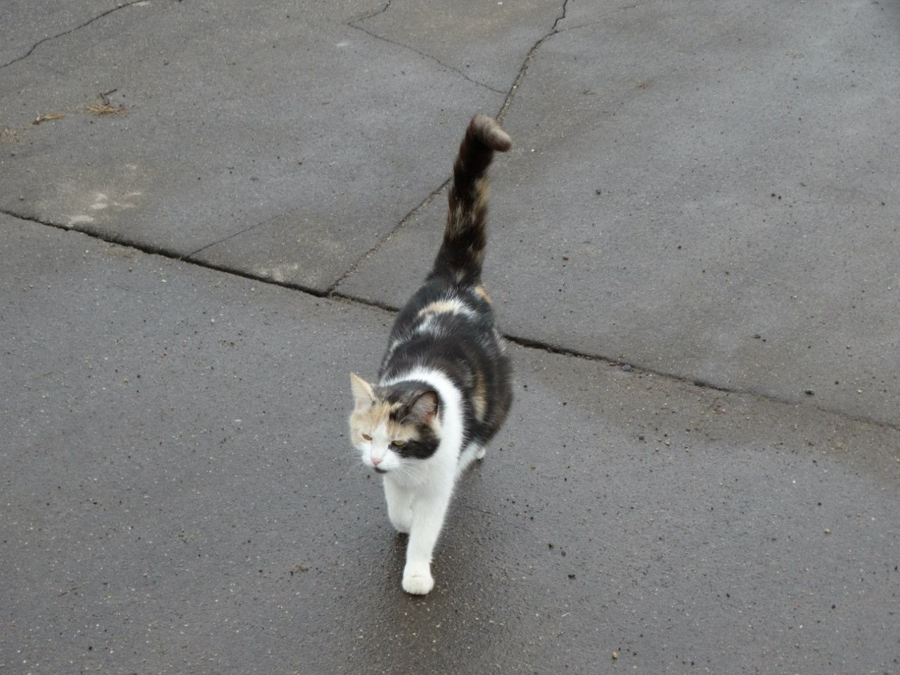 Середниково — Piligrim Porto — Братцево — Сходненская чаша | 09.04.2016. Галерея Фантим