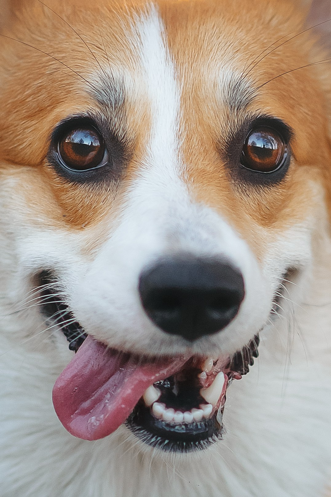 Максим, Аня и Челси — 19.10.2024. Фотограф — Анималист | Анна Абрамова