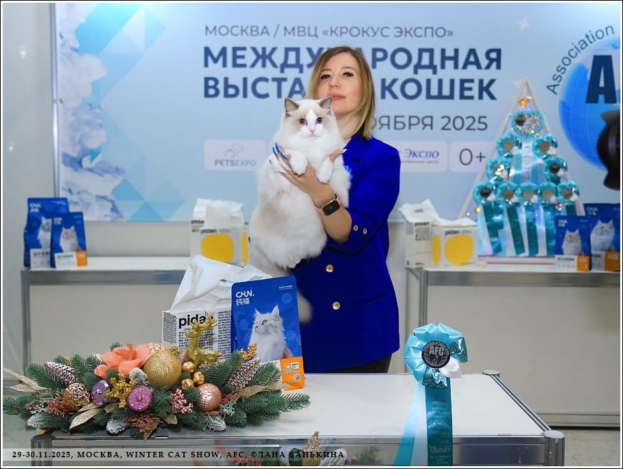 Кошки производители Loyal Adore. Питомник рэгдолл Loyal Adore