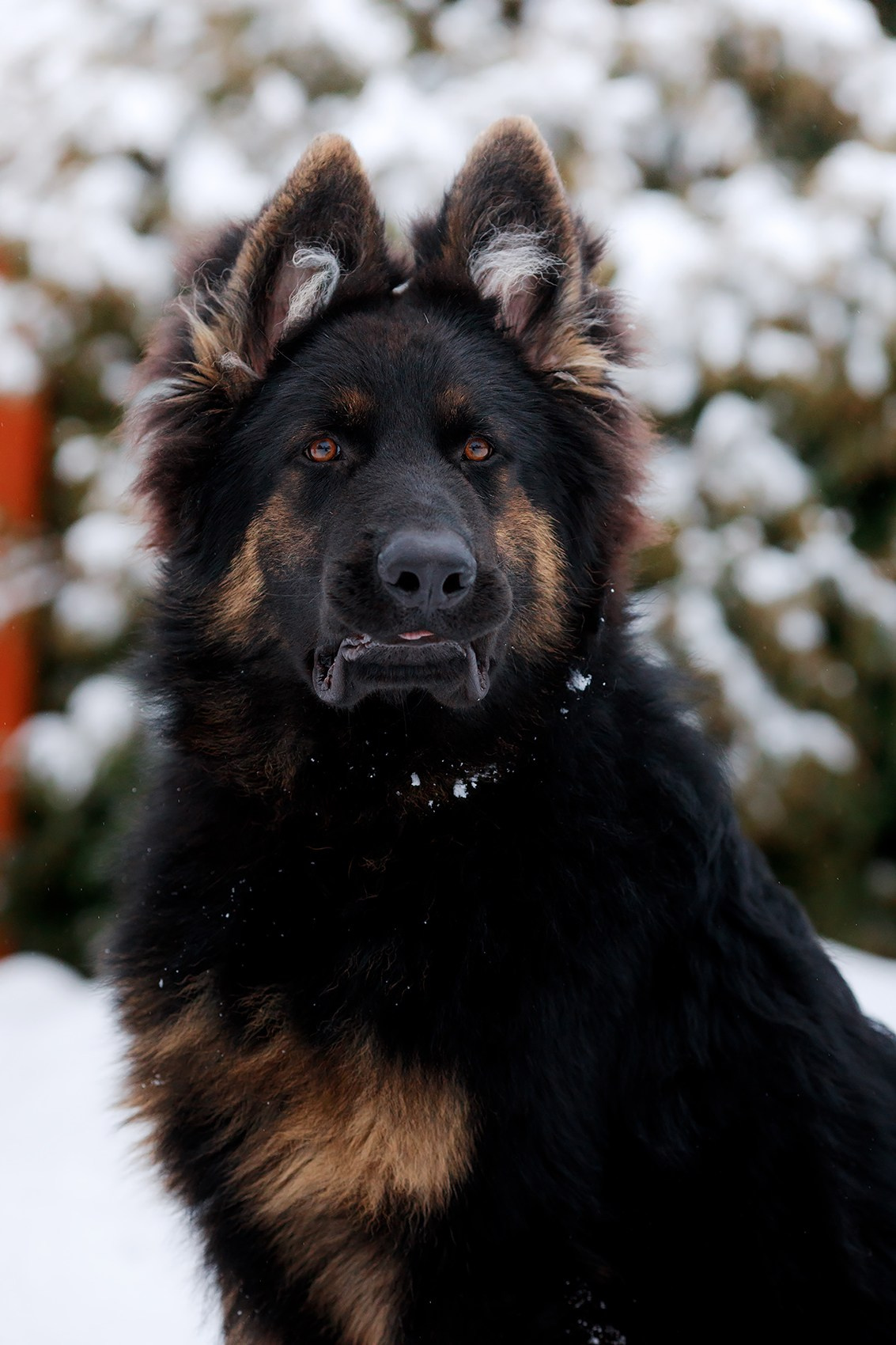 Зимние портреты. Фотограф-анималист Mary Mart — Москва, Питер