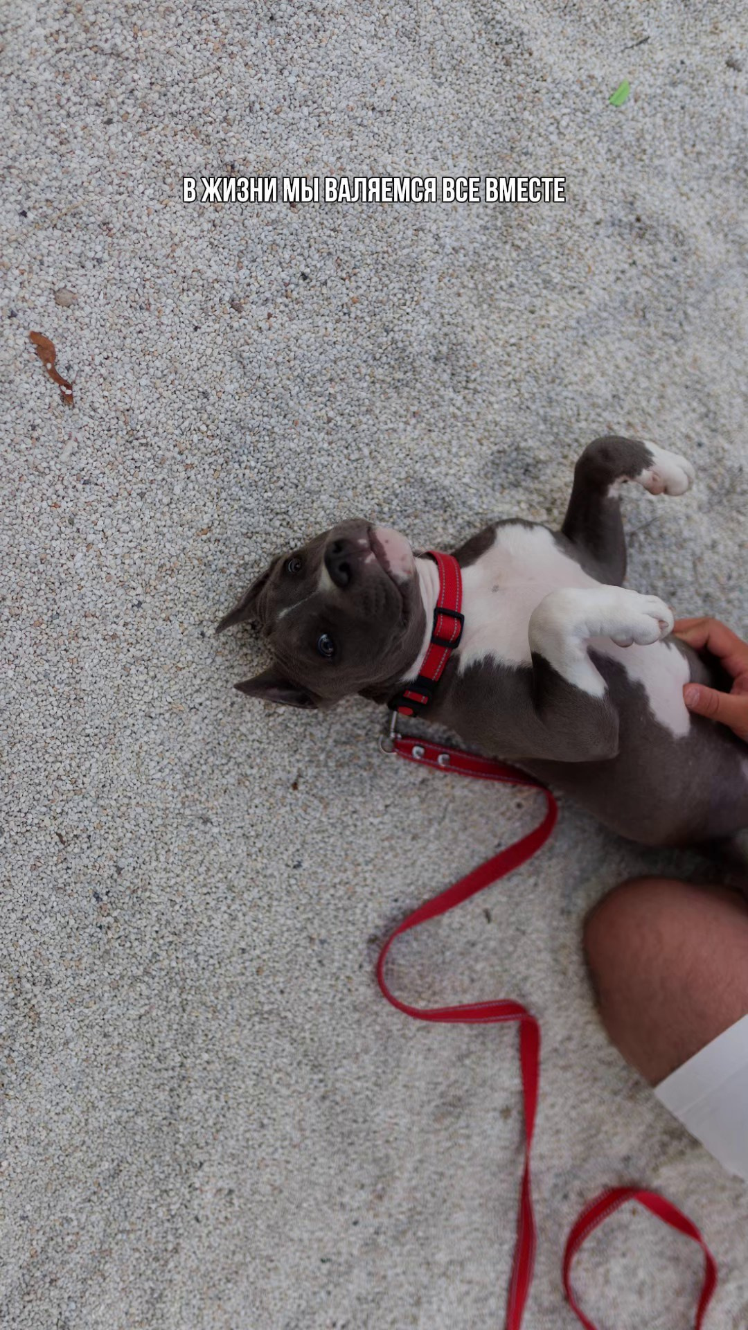 Сильвия и Терра. Александр Атлес Фотограф