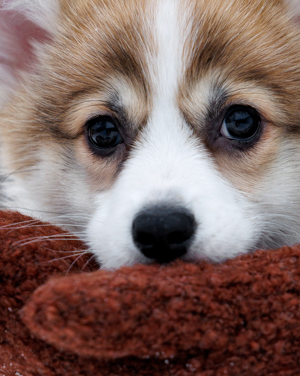 Портфолио: Фотосъёмка щенков в Москве и области — трогательные моменты. Фотограф-анималист и бренд-фотограф в Москве | Фотография собак, людей, бизнес-портрет