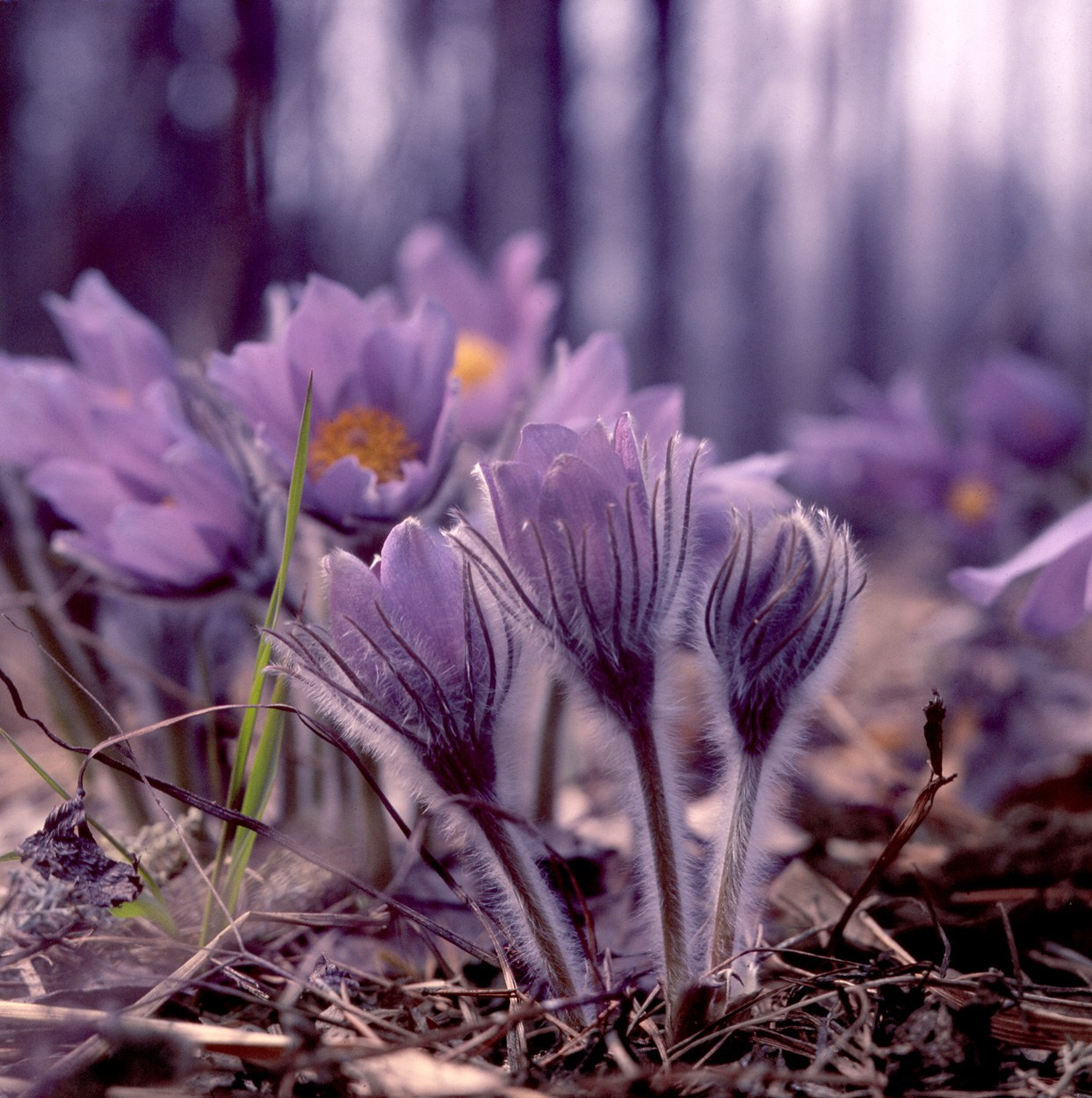 Весна. ВАДИМ ГИППЕНРЕЙТЕР — ВЕЛИКИЙ ФОТОГРАФ ЗЕМЛИ РУССКОЙ