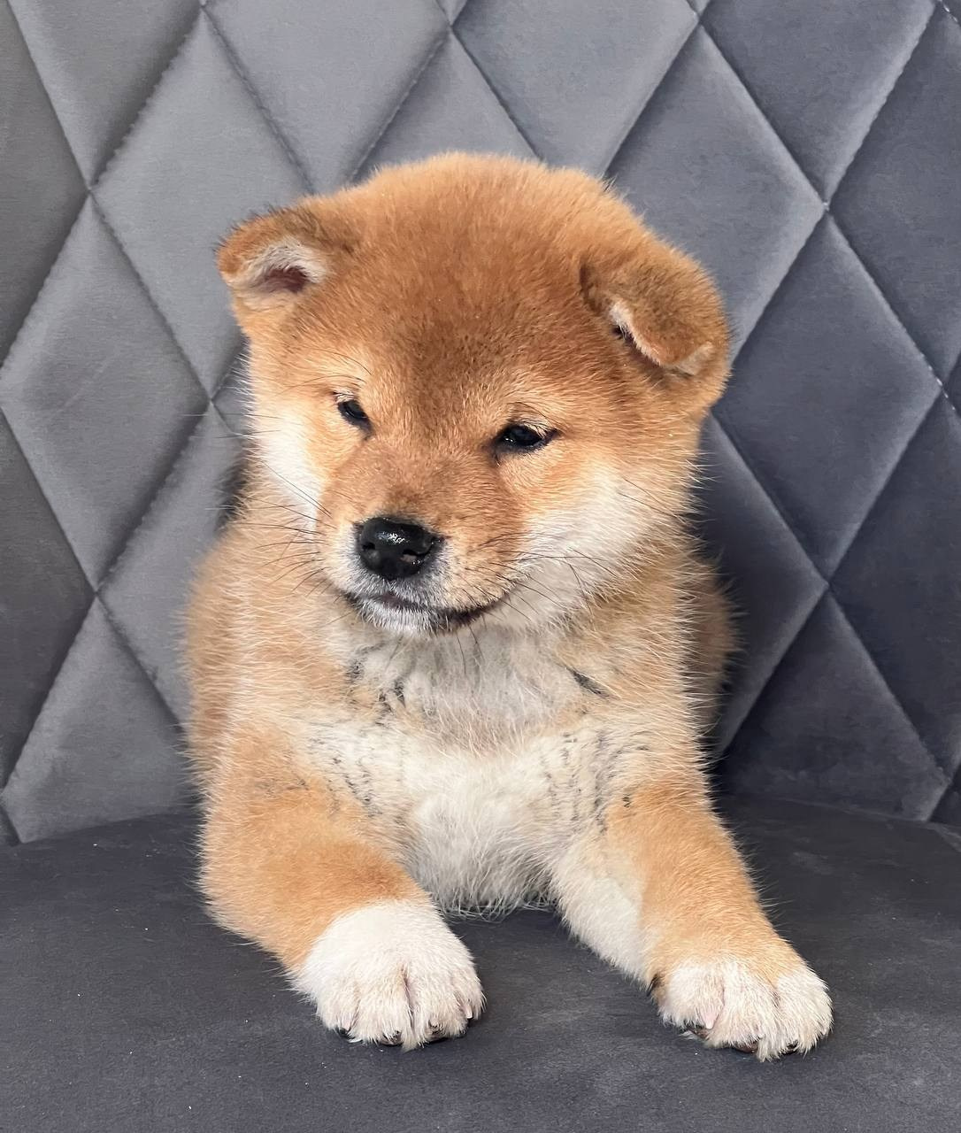 сиба питомник Рубилайт щенки на продажу rubylight  сиба щенки купить СПб Санкт-Петербург 