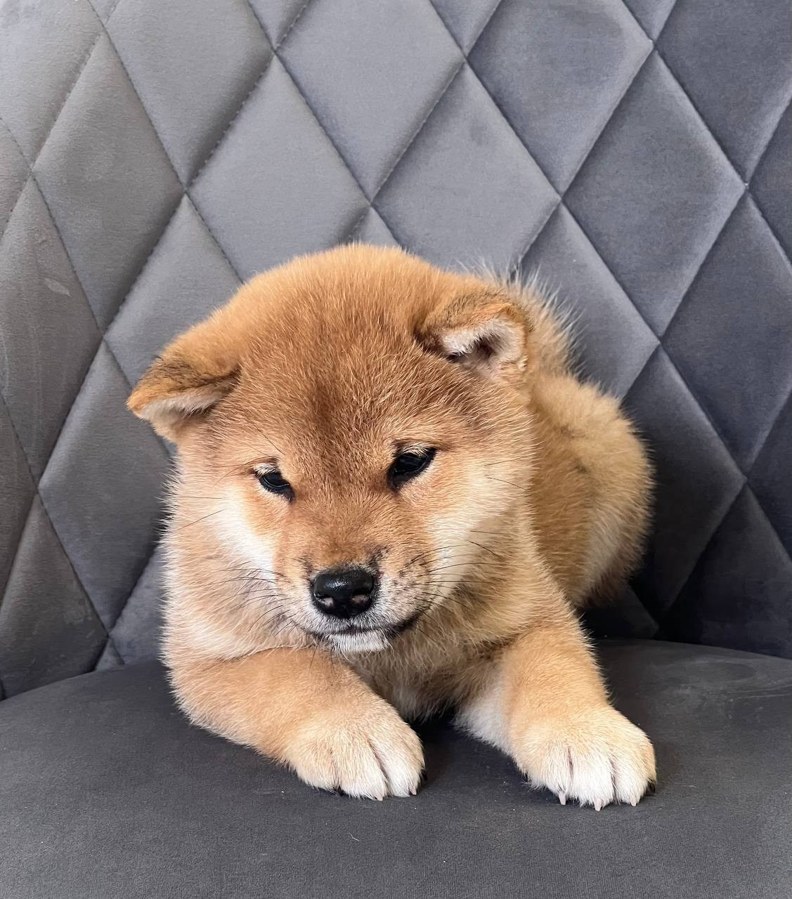 сиба питомник Рубилайт щенки на продажу rubylight  сиба щенки купить СПб Санкт-Петербург 