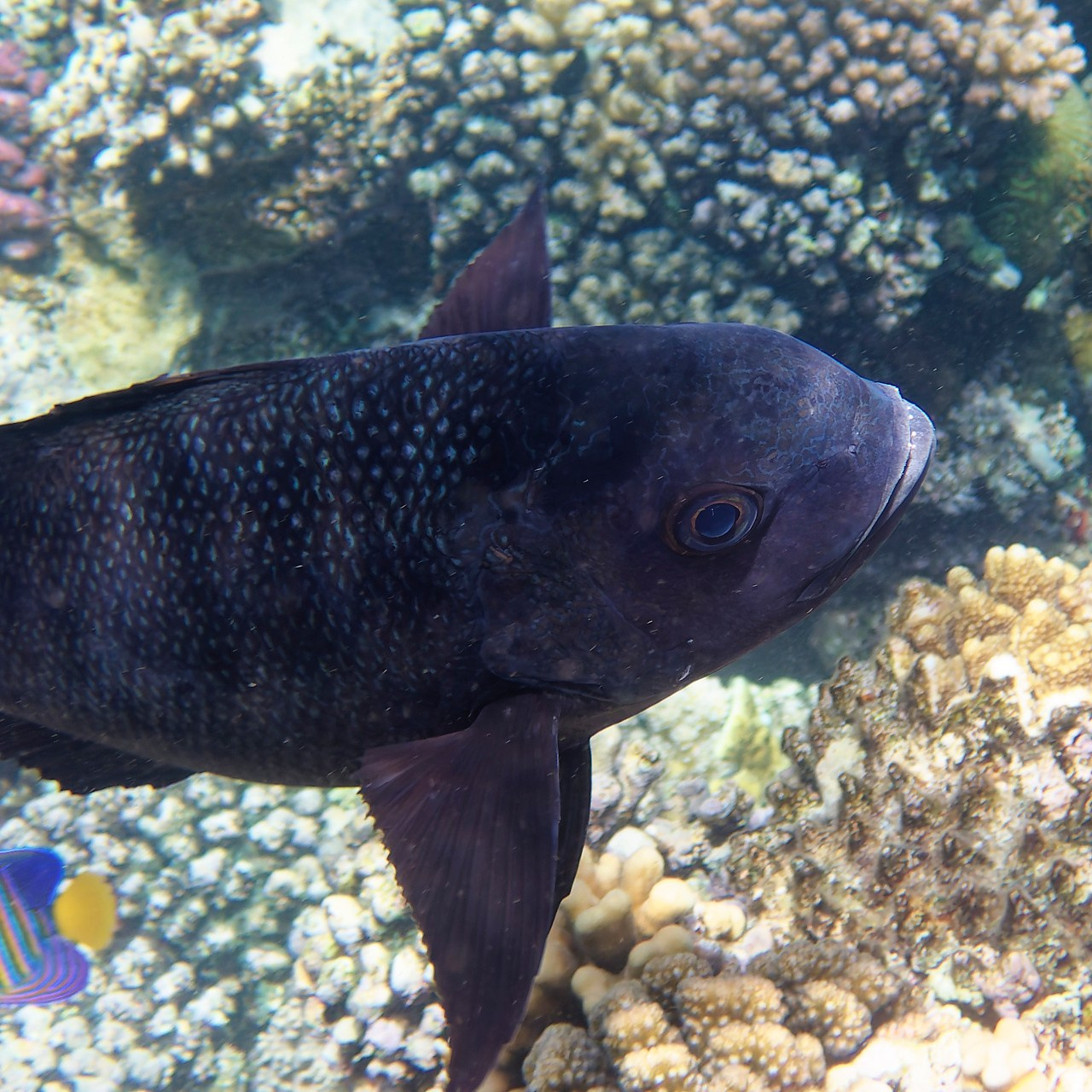 Мне посмотреть. Рыбов показываю