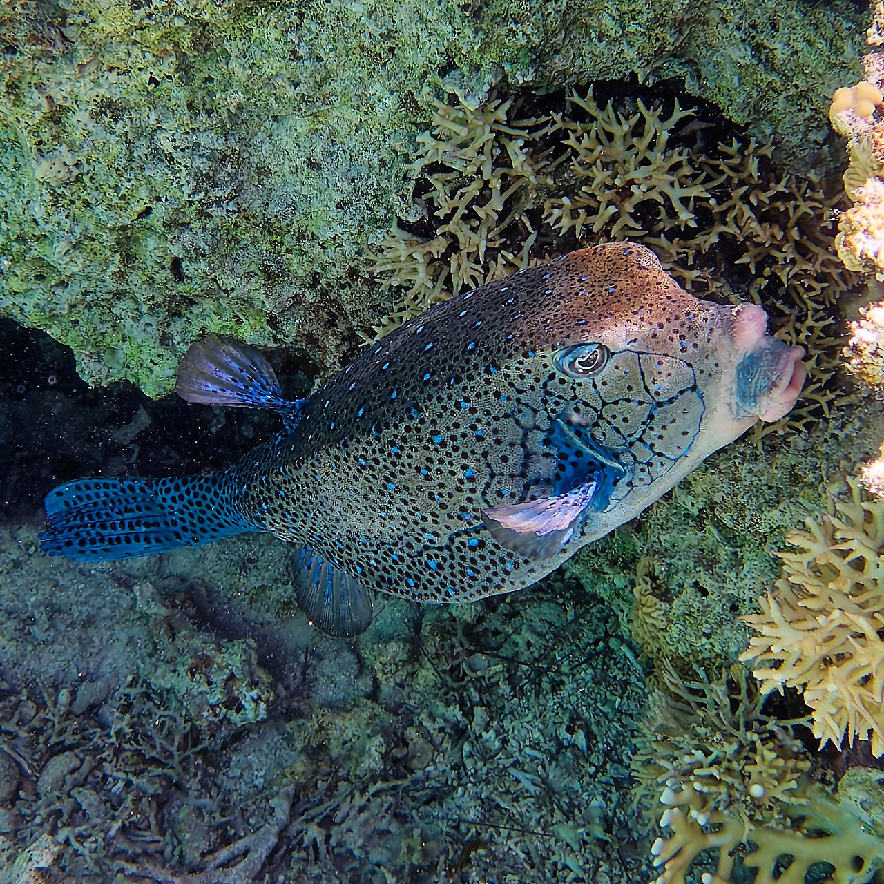 Мне посмотреть. Рыбов показываю