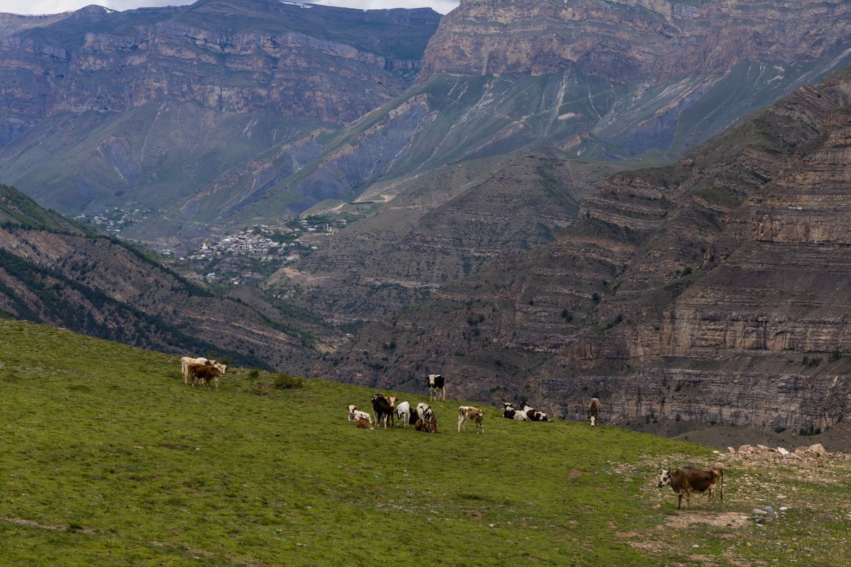 Животные. Photomantis