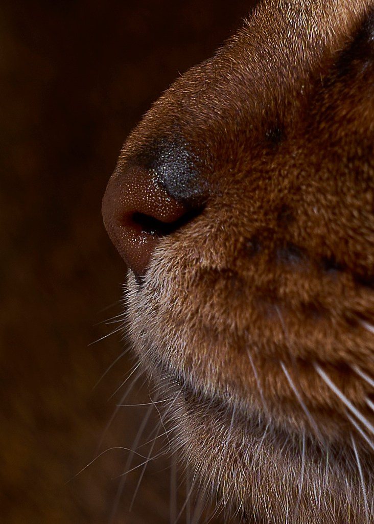 Животные отдельно