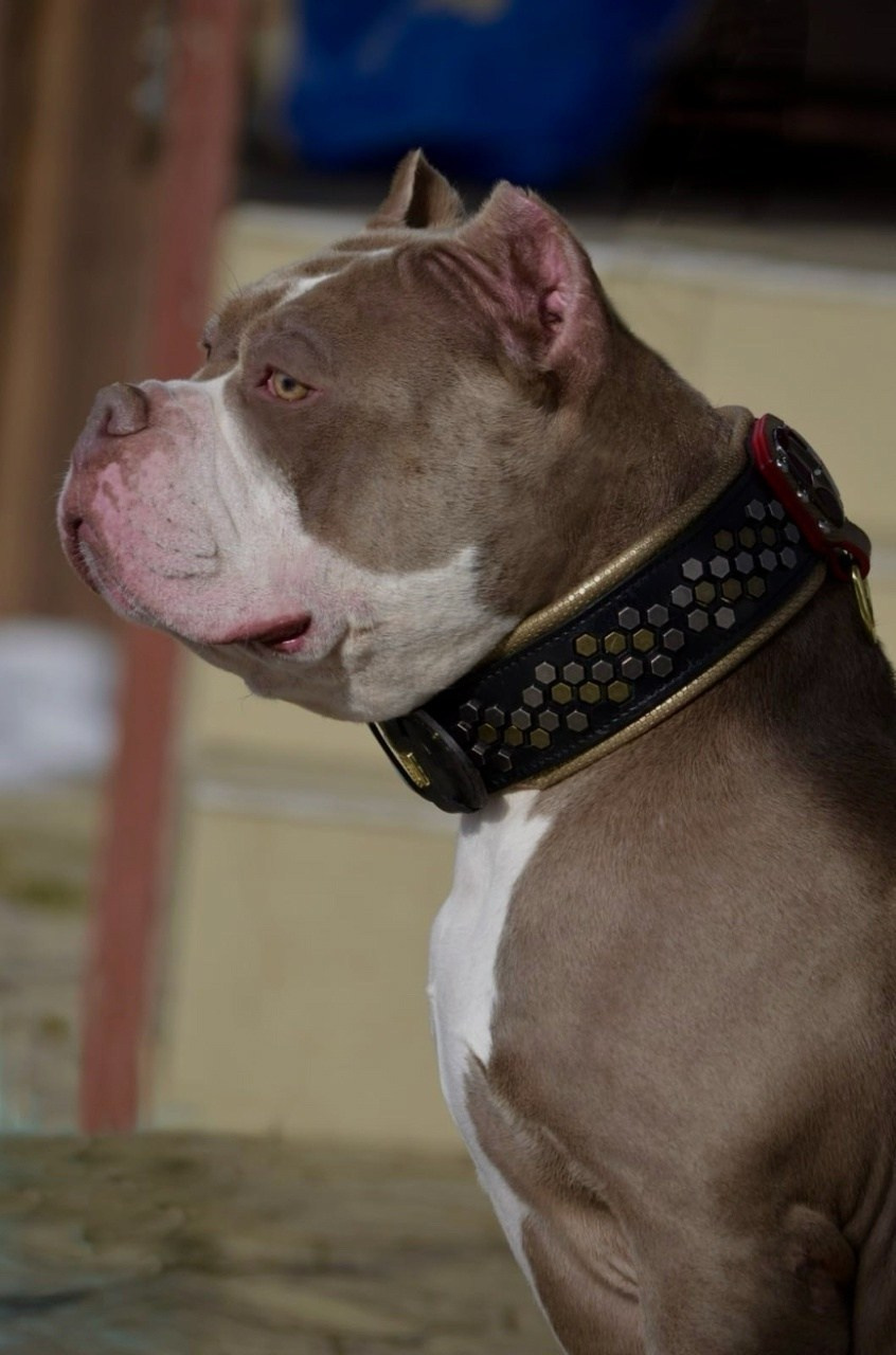 Локомотив. Американский Булли в г. Ростов-на-Дону. Питомник THE POWER OF SIBERIA