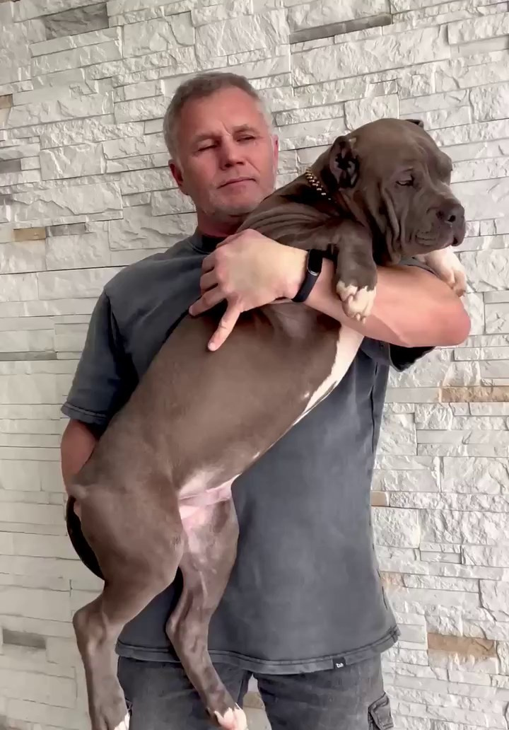 Все свободные щенки. Американские булли XL в г. Калининград. Питомник Great Bully UNIVERSE