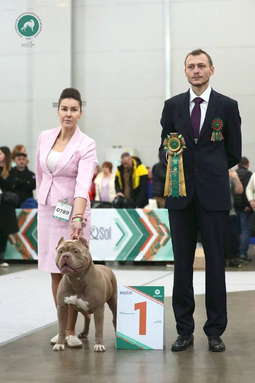 Участие в выставках. Американские булли XL в г. Калининград. Питомник Great Bully UNIVERSE
