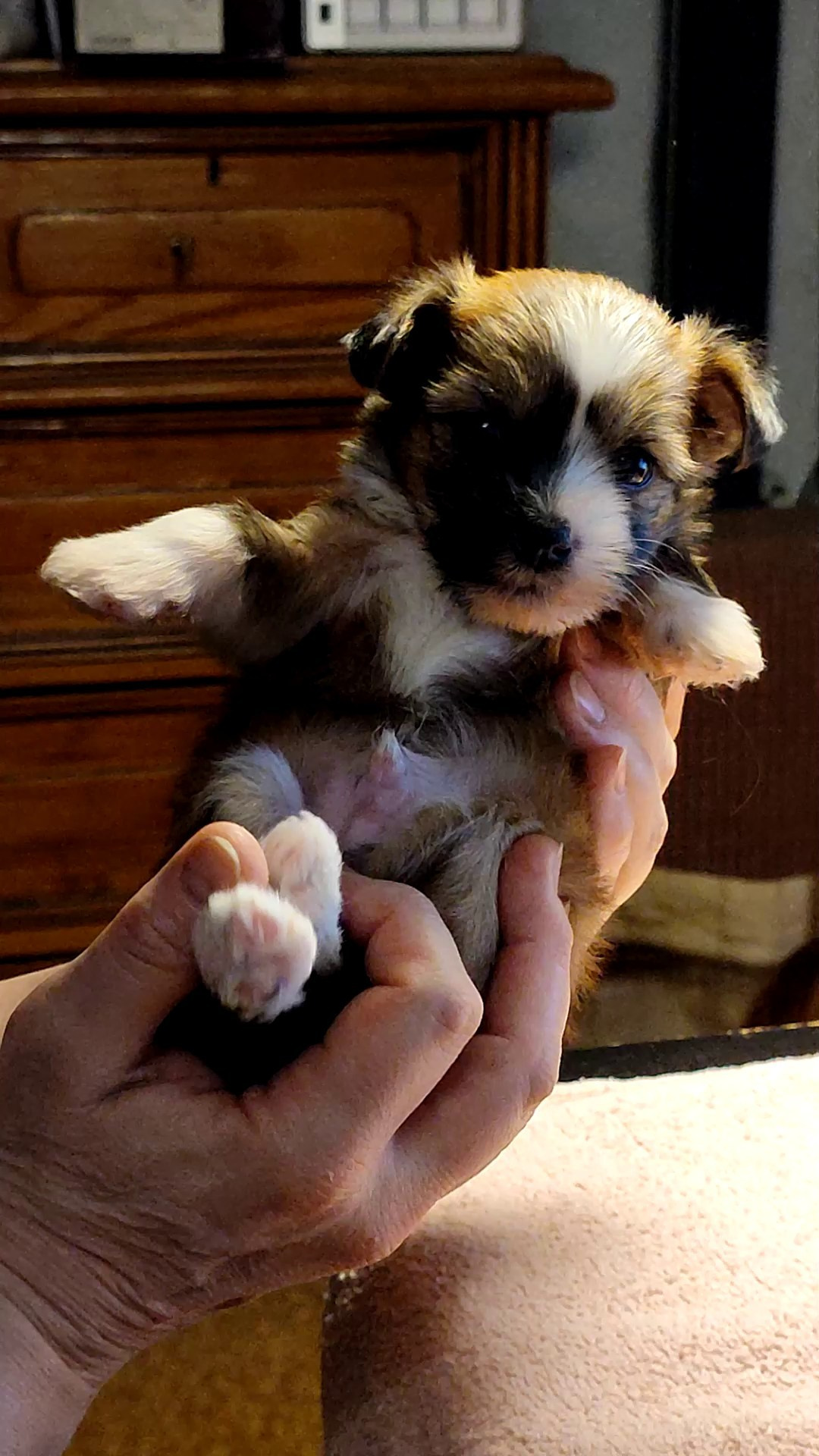 2 года помету V!. Питомник китайских хохлатых собак Poale Ell: купить щенка в питомнике