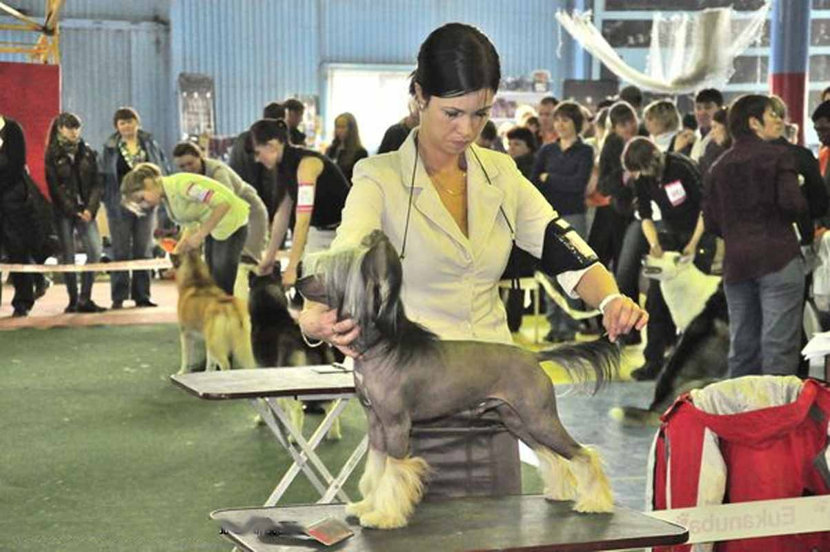 Нерону (Zlato Dinastii Neron) — 14 лет. Поздравляем тебя, наш знаменитый папа!. Питомник китайских хохлатых собак Poale Ell: купить щенка