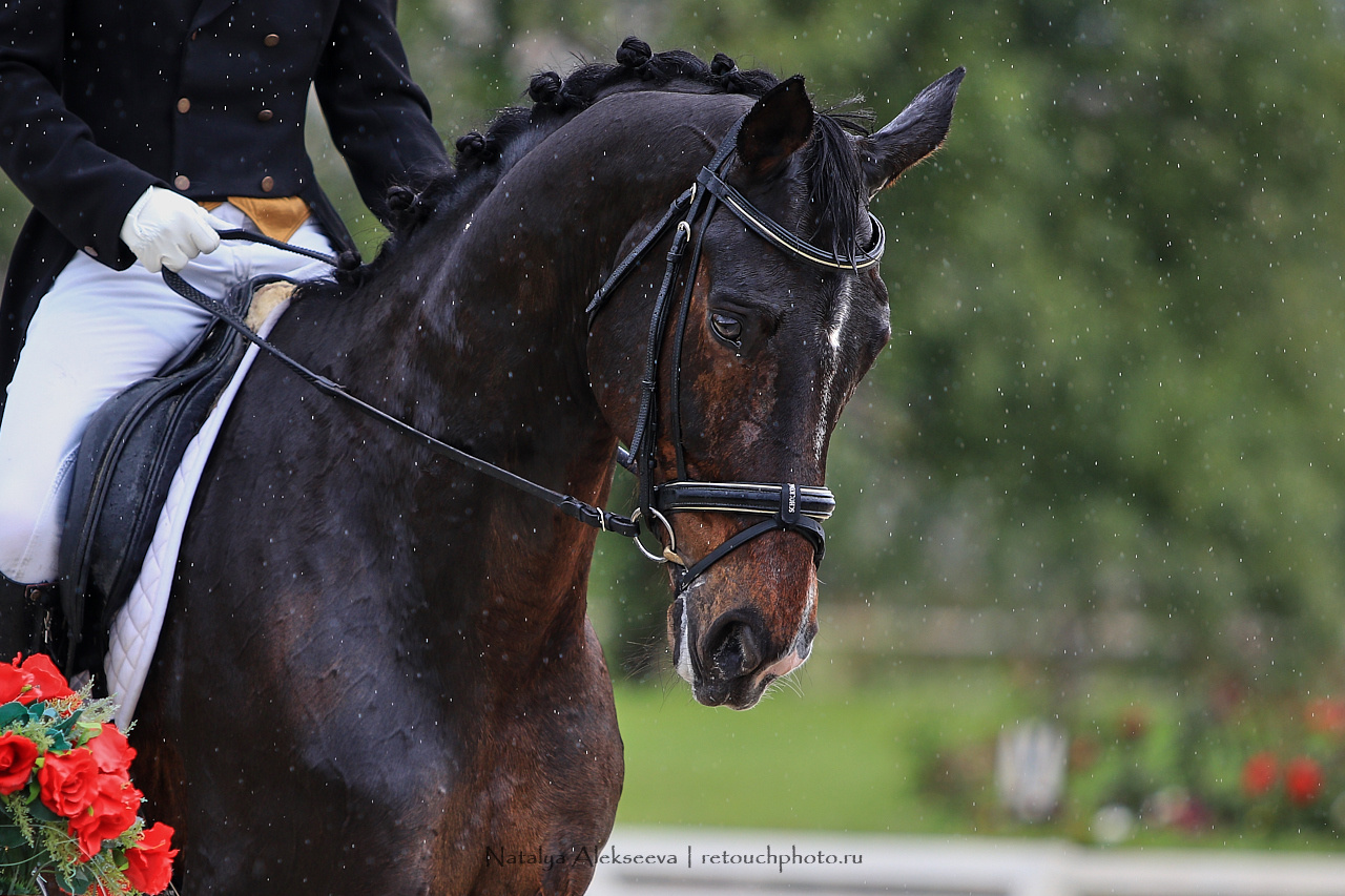 Всероссийский турнир по выездке, КСК Новый Век | 08'2019. Репортажный фотограф и ретушер в Москве Наталья Алексеева