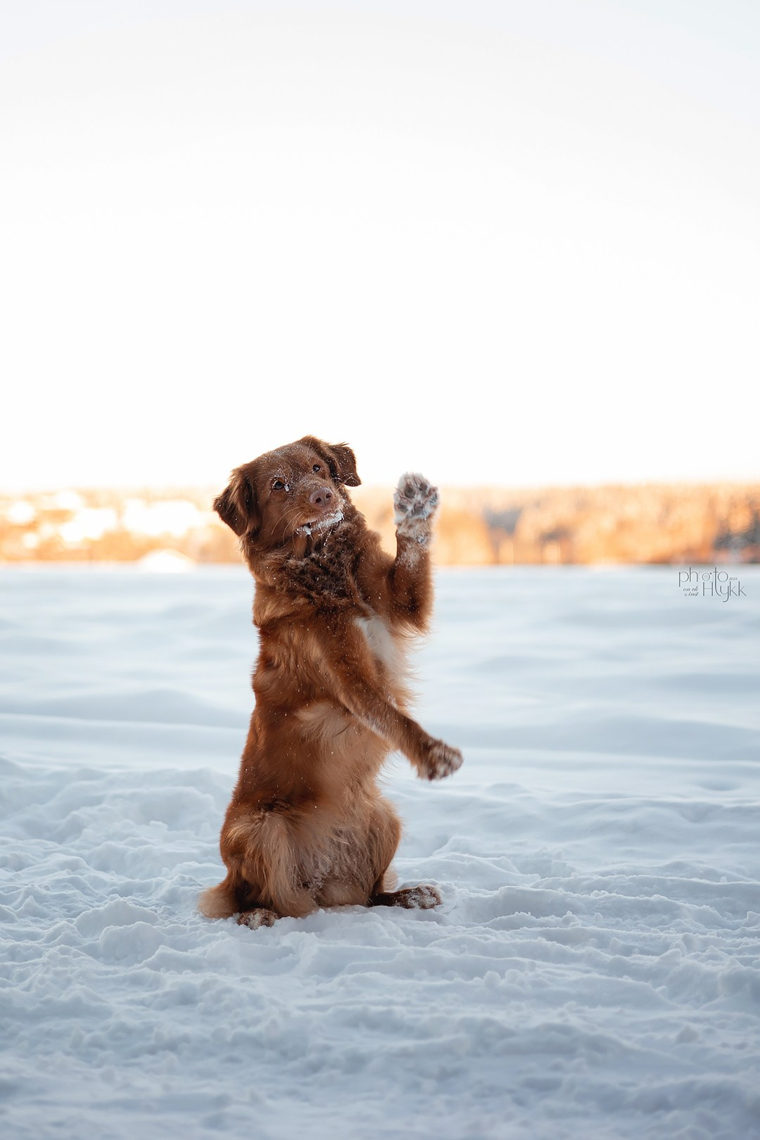 Толлер Эста. Htykk_photo