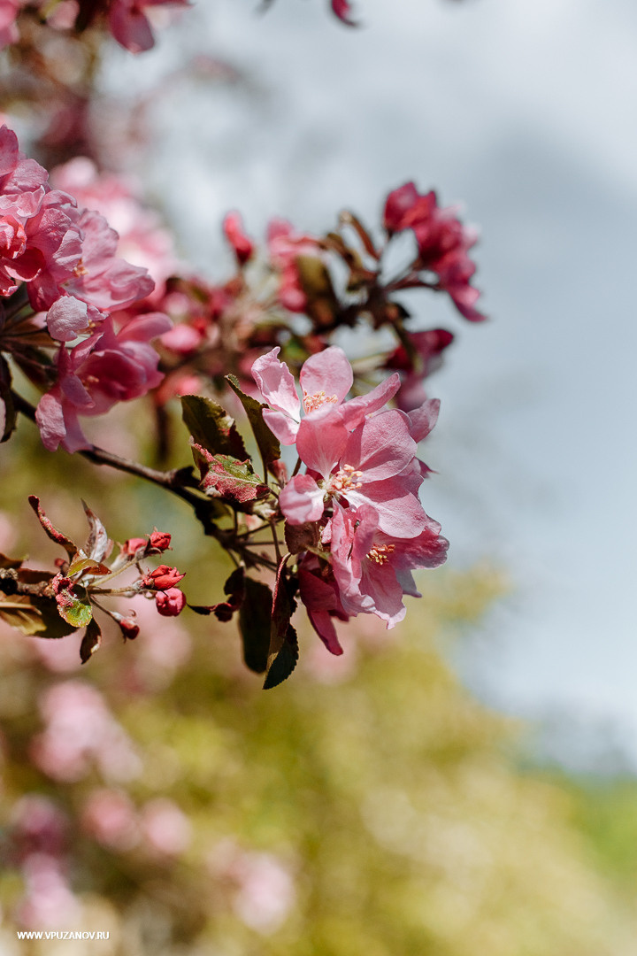 Свадебная фотосъемка, видео, свадебный фотограф, фотограф видеограф