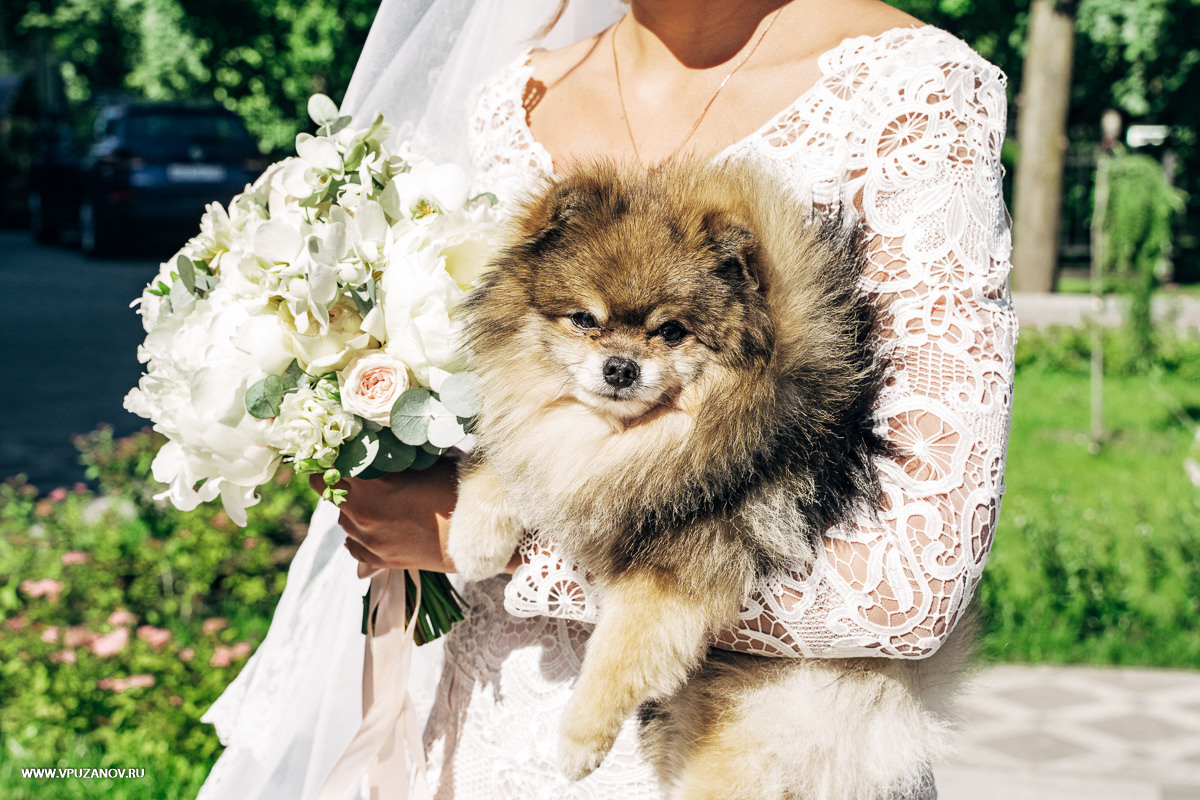 Свадебная фотосъемка, видео, свадебный фотограф, фотограф видеограф