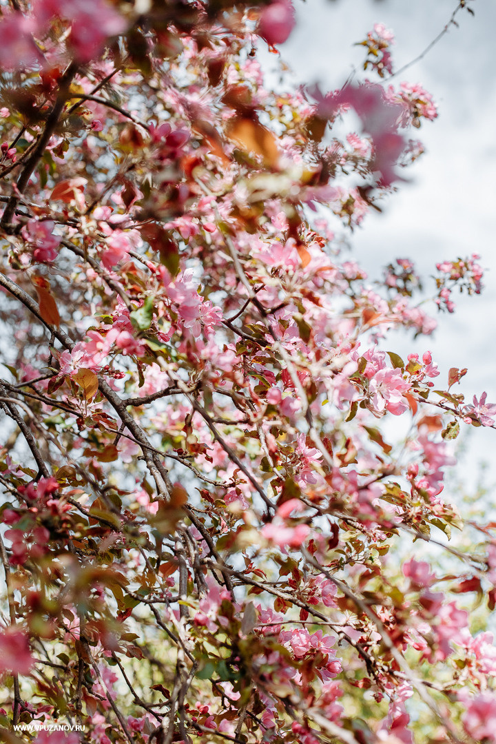 Свадебная фотосъемка, видео, свадебный фотограф, фотограф видеограф