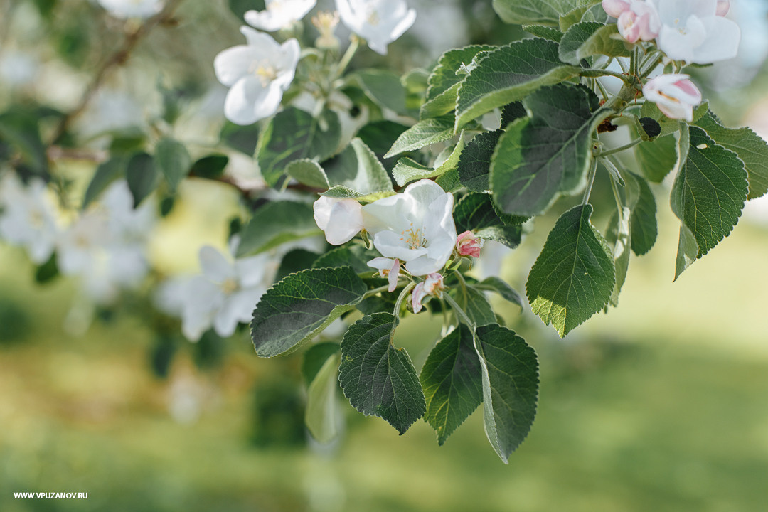 Свадебная фотосъемка, видео, свадебный фотограф, фотограф видеограф