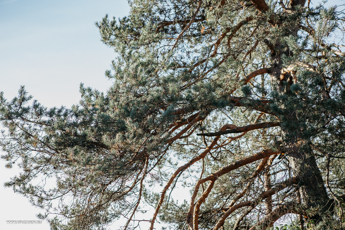 Свадебная фотосъемка, видео, свадебный фотограф, фотограф видеограф