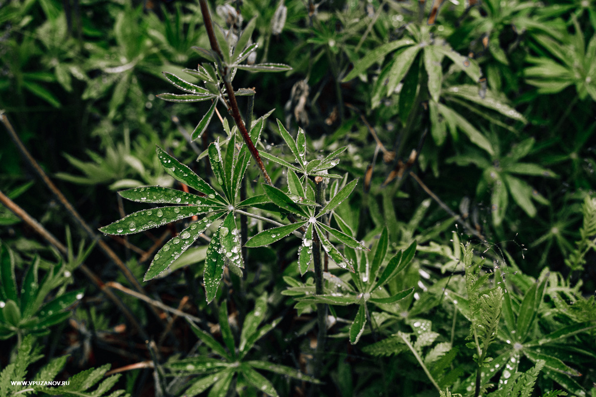 Свадебная фотосъемка, свадьба, свадебный фотограф, фотограф видеограф
