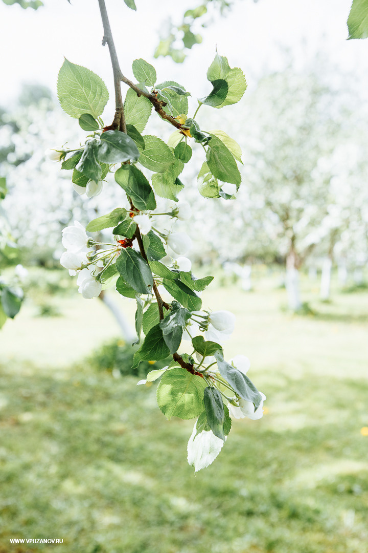 Свадебная фотосъемка, видео, свадебный фотограф, фотограф видеограф