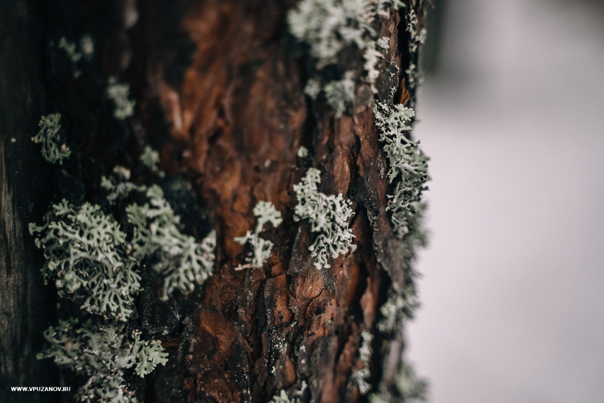Свадебная фотосъемка, свадьба, свадебный фотограф, фотограф видеограф