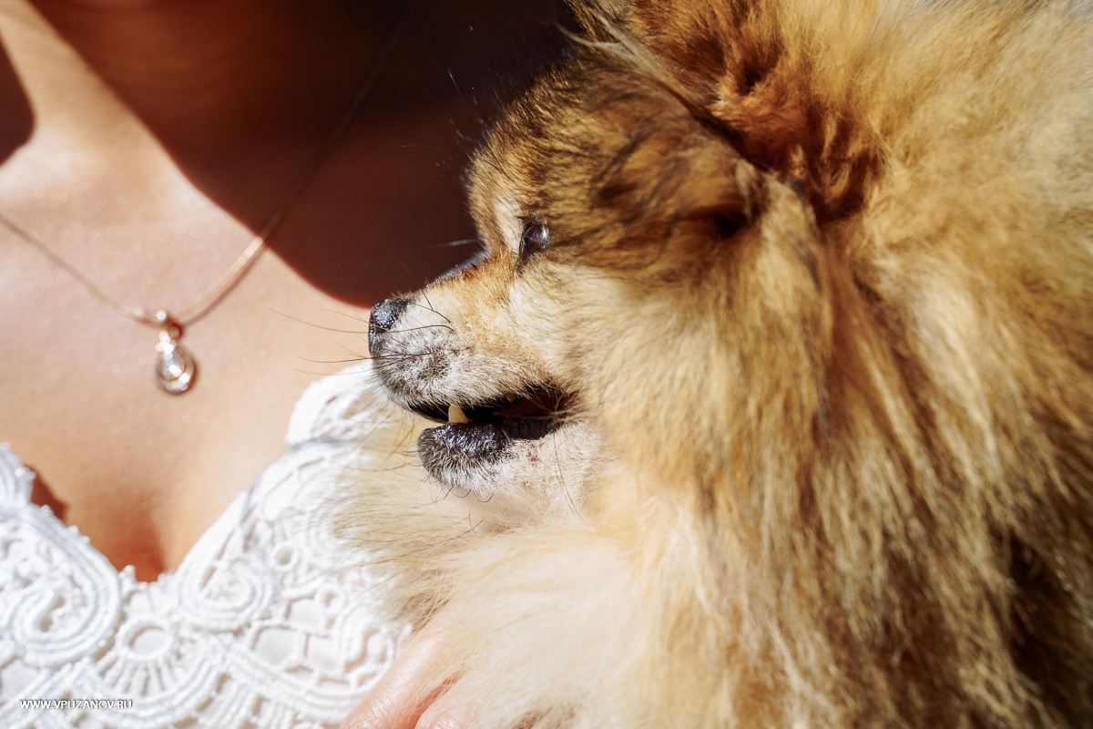 Свадебная фотосъемка, видео, свадебный фотограф, фотограф видеограф