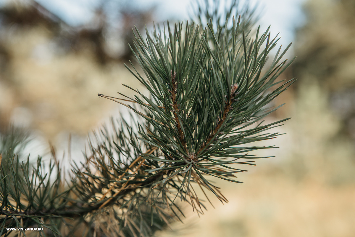 Свадебная фотосъемка, видео, свадебный фотограф, фотограф видеограф