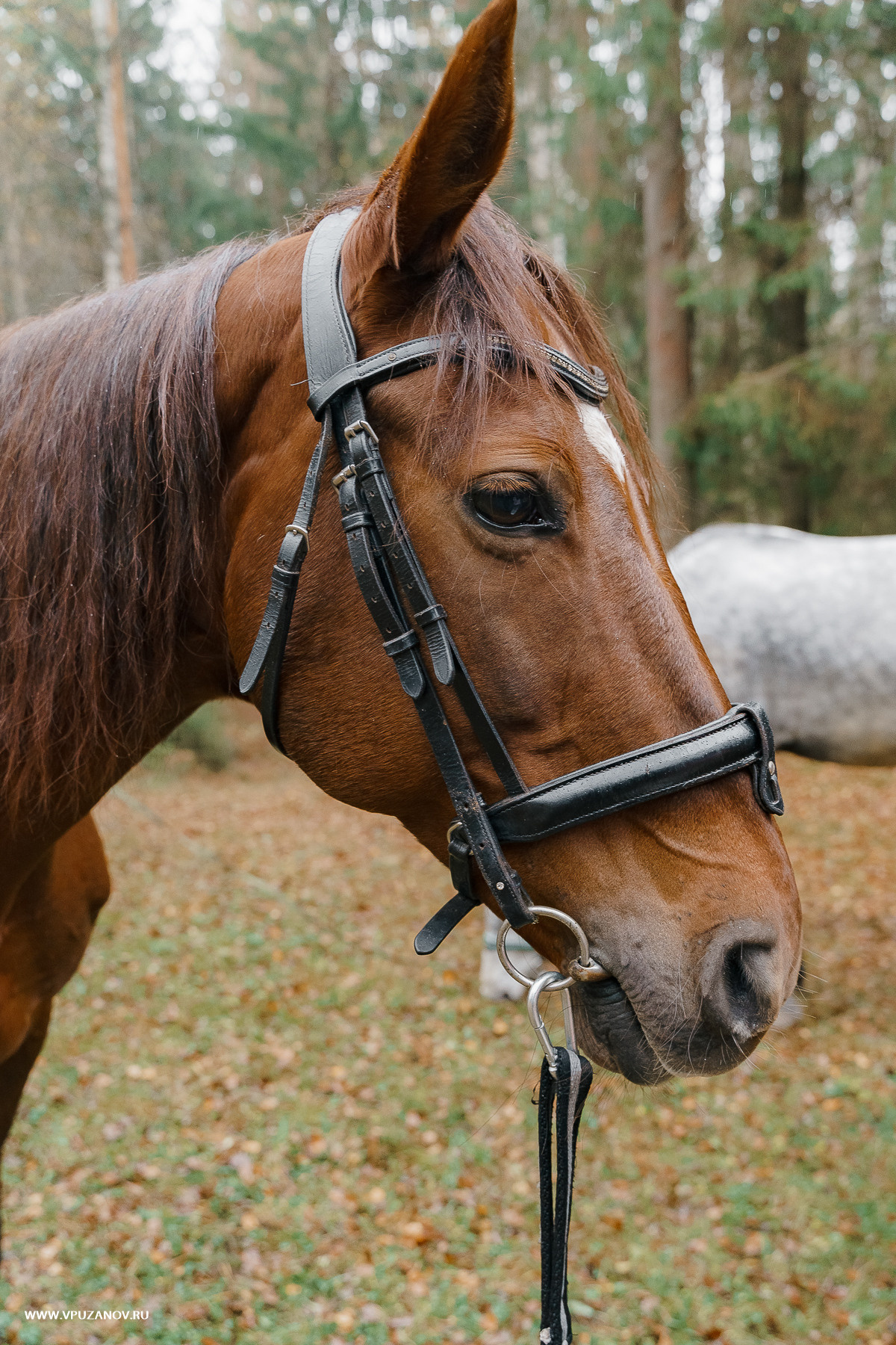 Свадебная фотосъемка, свадьба, свадебный фотограф, фотограф видеограф