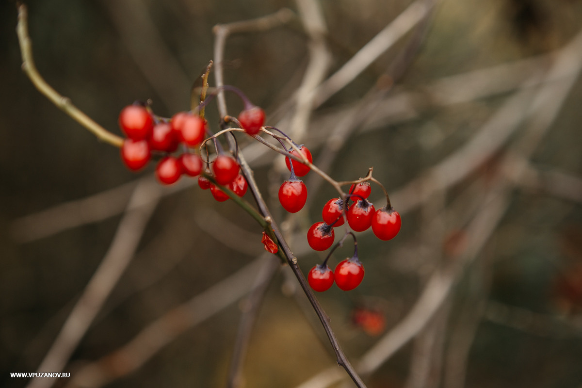 Свадебная фотосъемка, видео, свадебный фотограф, фотограф видеограф