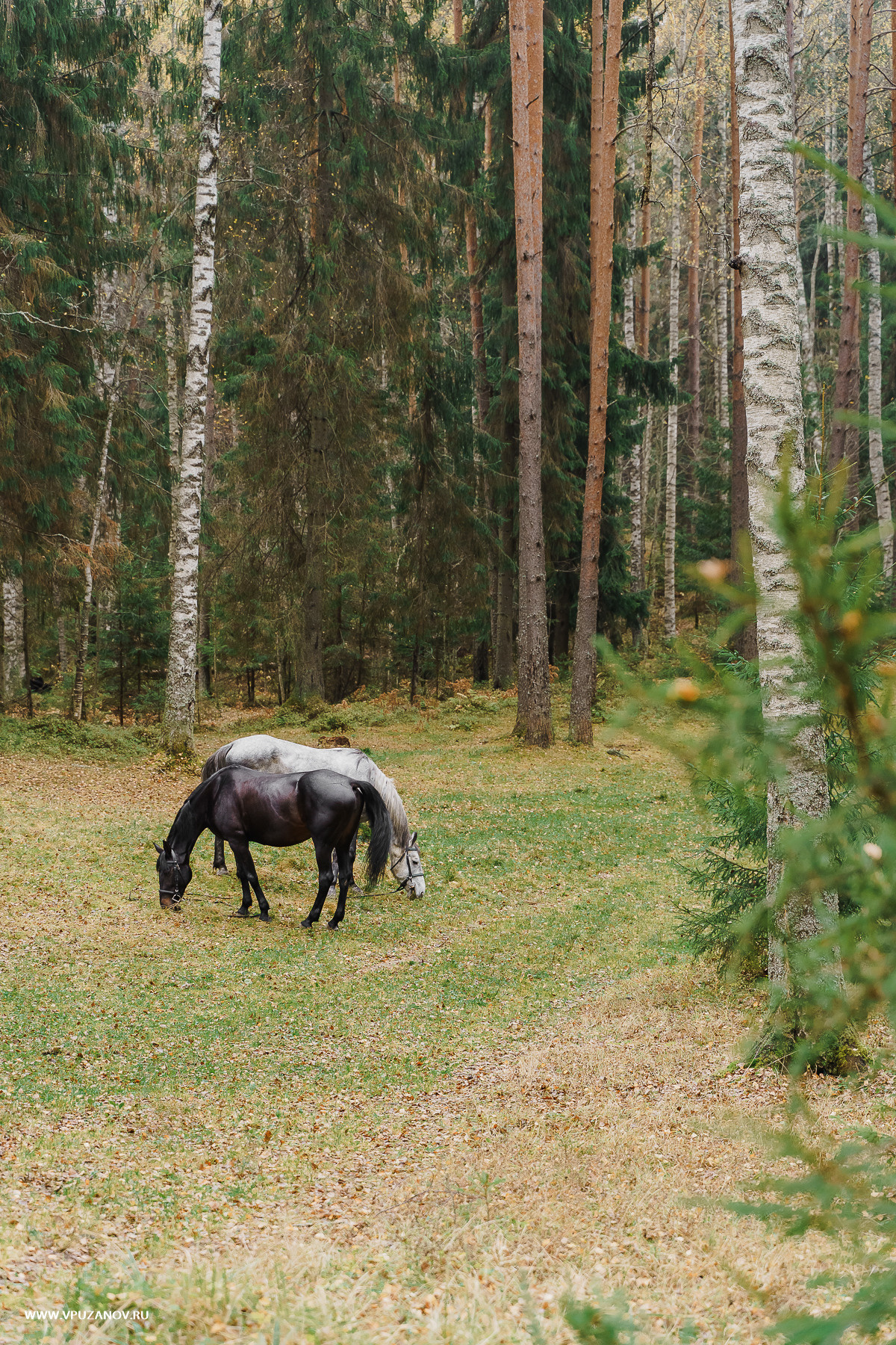 Свадебная фотосъемка, свадьба, свадебный фотограф, фотограф видеограф