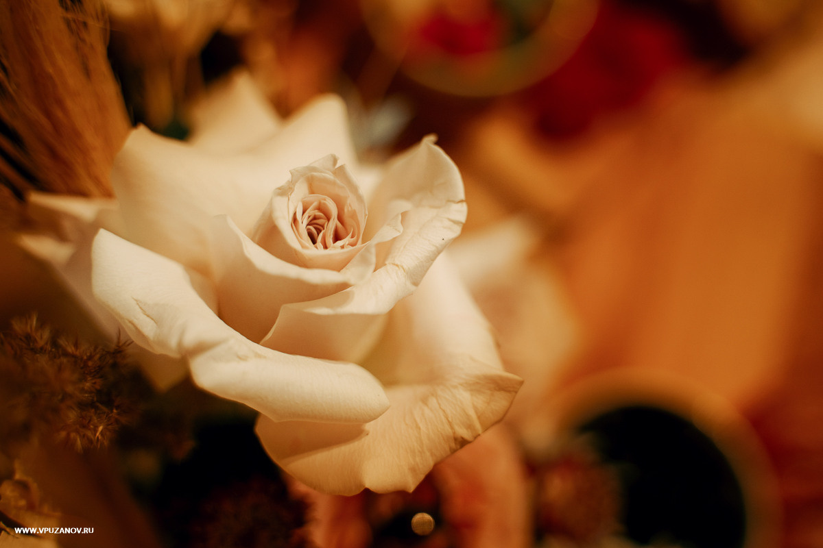 Свадебная фотосъемка, свадьба, свадебный фотограф, фотограф видеограф