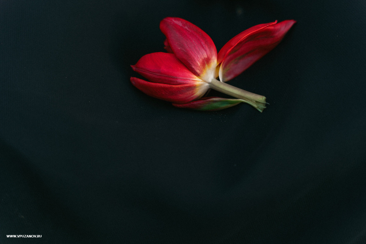 Свадебная фотосъемка, видео, свадебный фотограф, фотограф видеограф