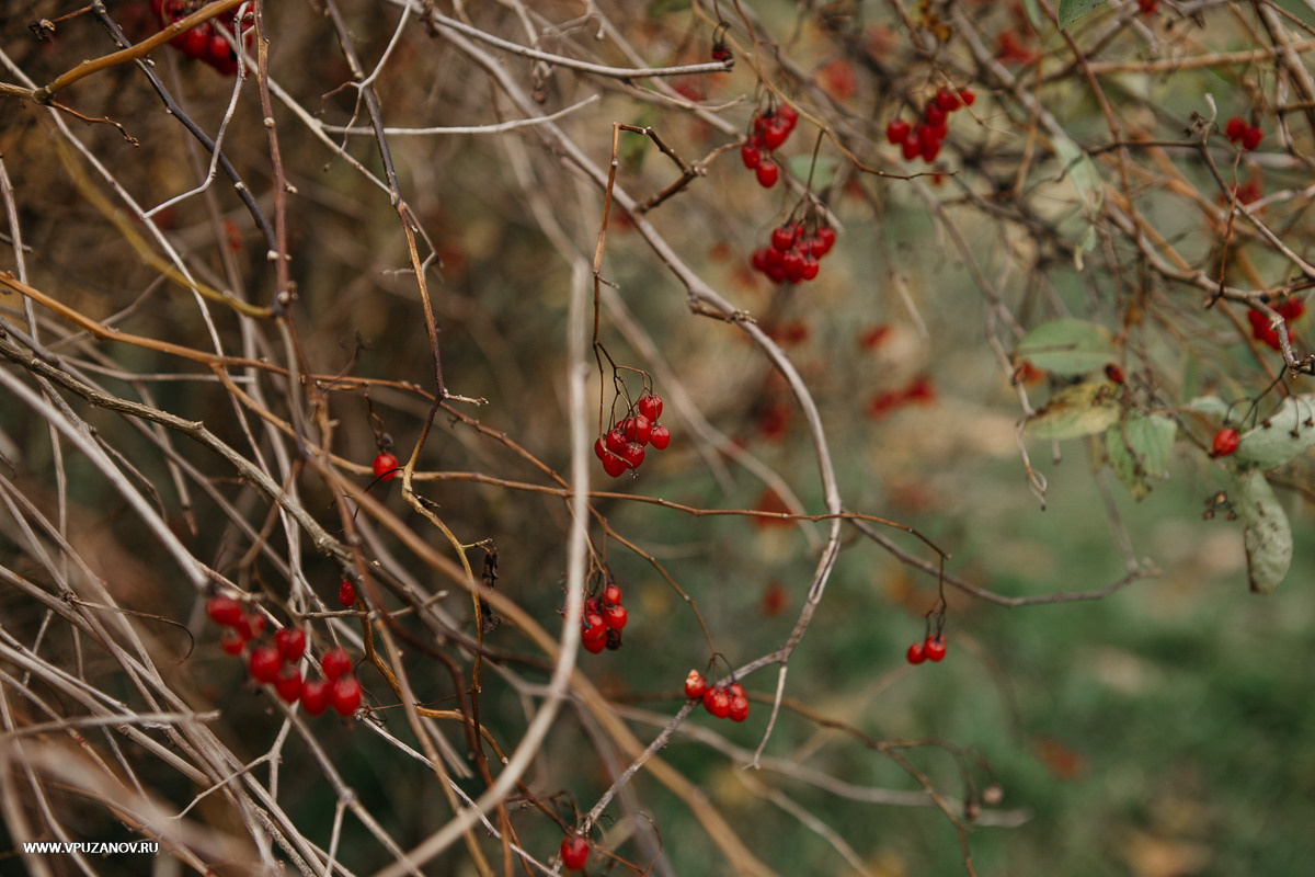 Свадебная фотосъемка, видео, свадебный фотограф, фотограф видеограф