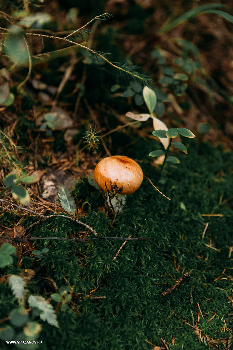 Свадебная фотосъемка, видео, свадебный фотограф, фотограф видеограф
