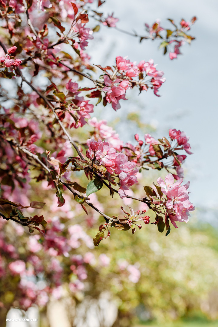 Свадебная фотосъемка, видео, свадебный фотограф, фотограф видеограф