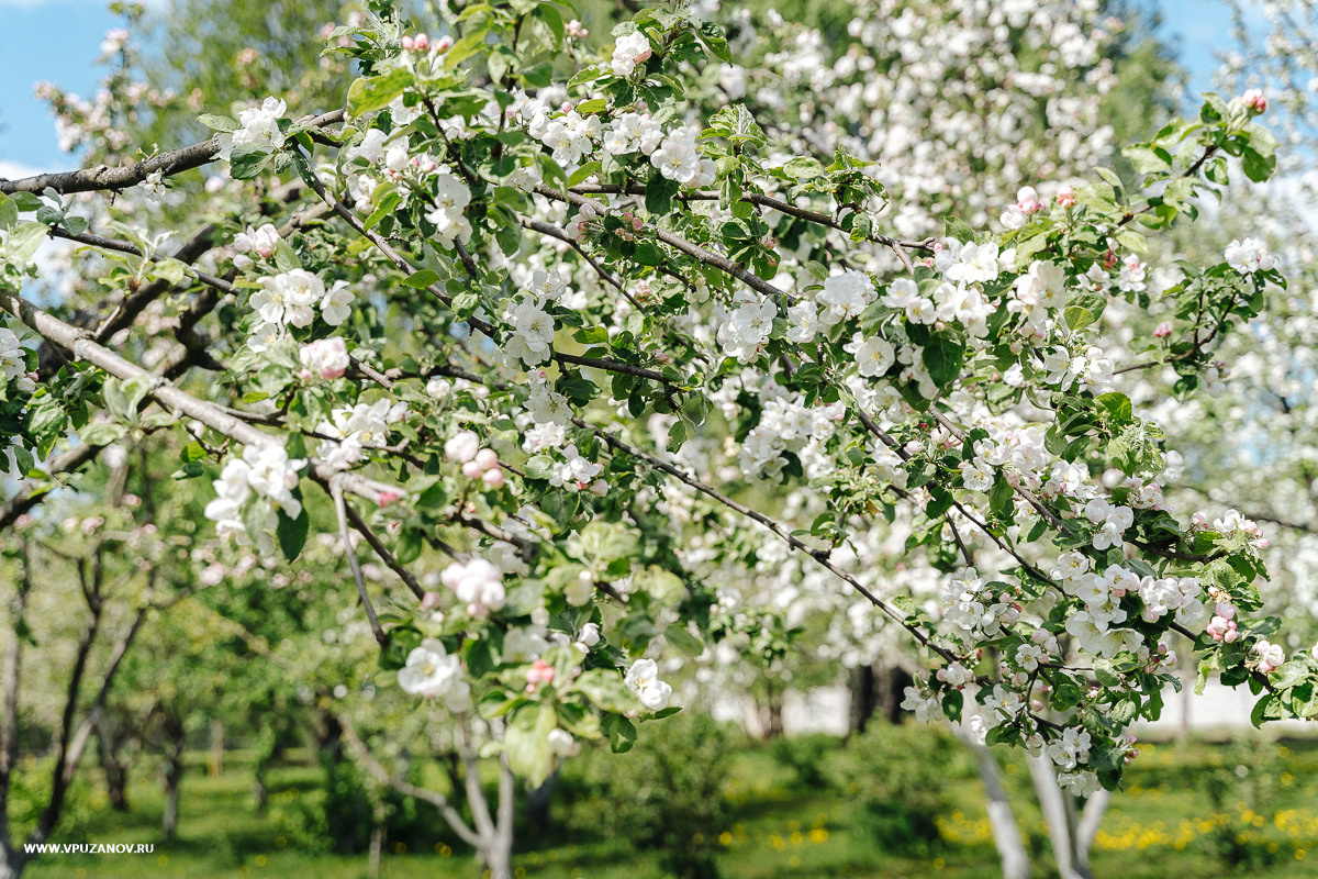 Свадебная фотосъемка, свадьба, свадебный фотограф, фотограф видеограф