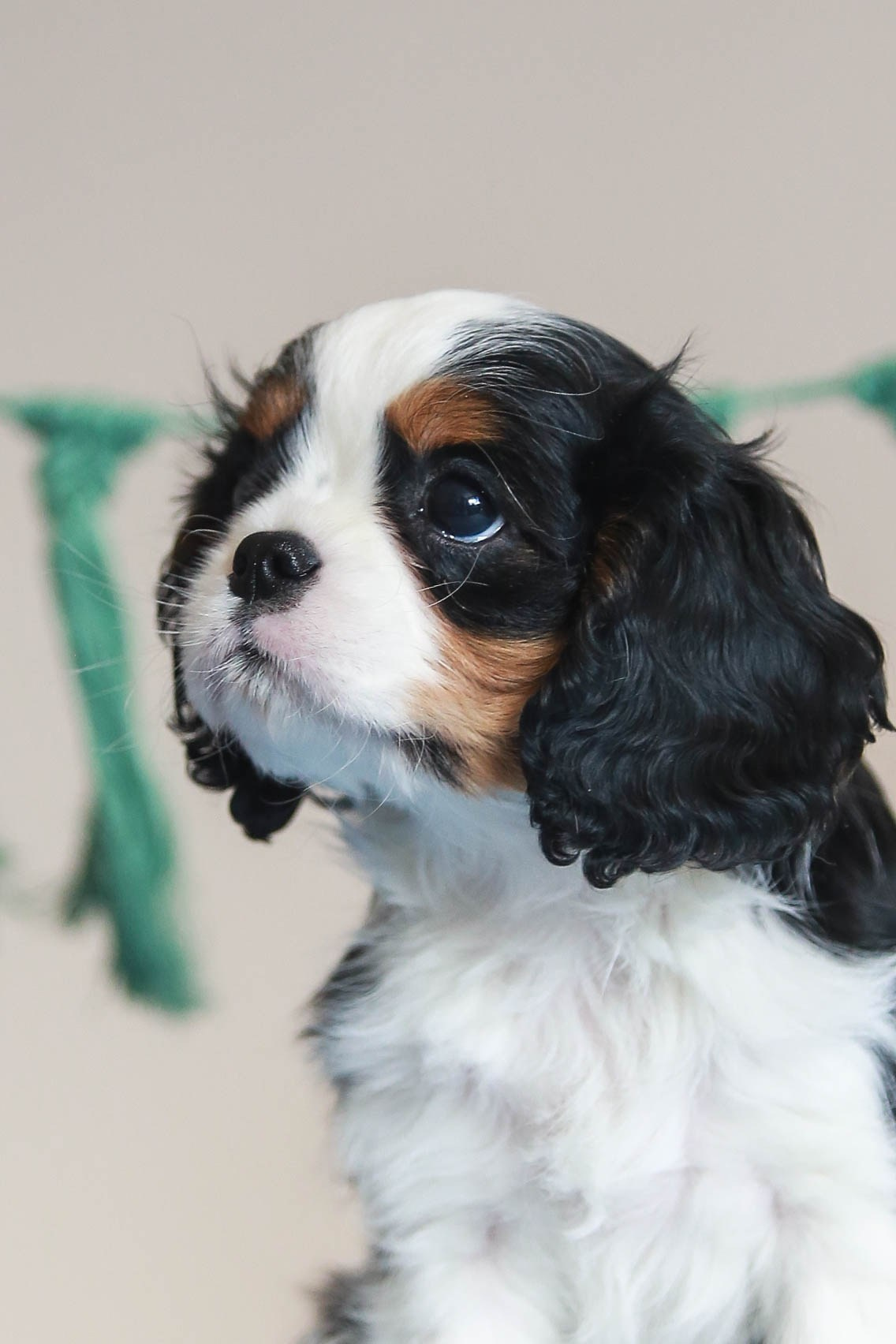 Щенки. Семейный и детский фотограф в Москве Мария Быкова