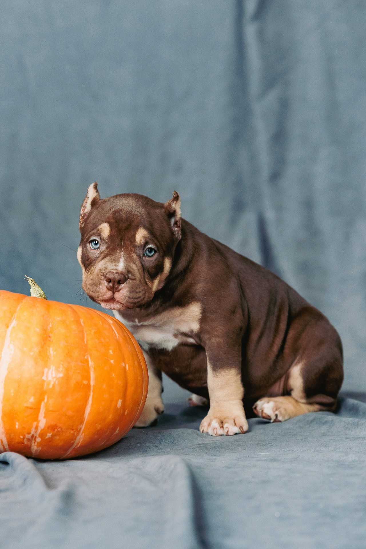 Щенки. Фотосъёмка для бизнеса — предметное фото, репортаж с мероприятий, портреты людей, съёмка интерьера и экстерьера