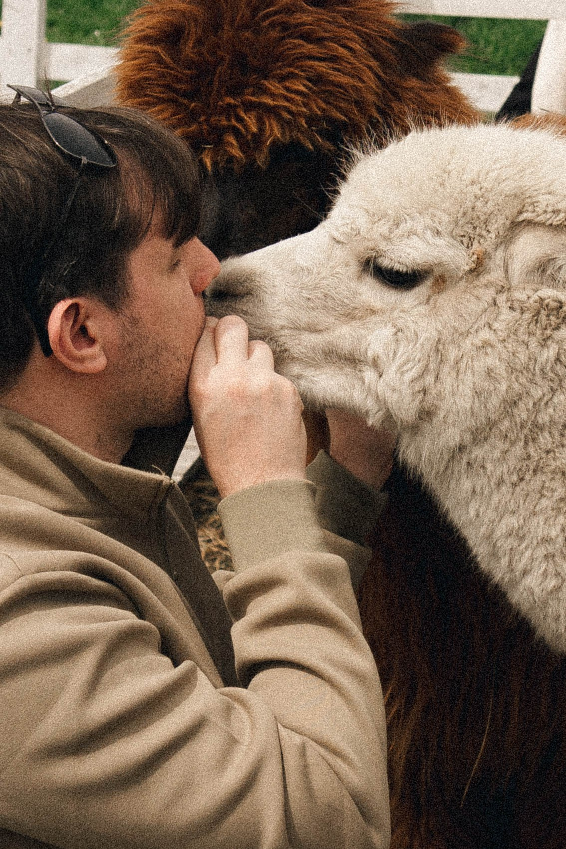 Ферма Альпак. Профессиональный фотограф, Санкт-Петербург — Виктория Богомолова