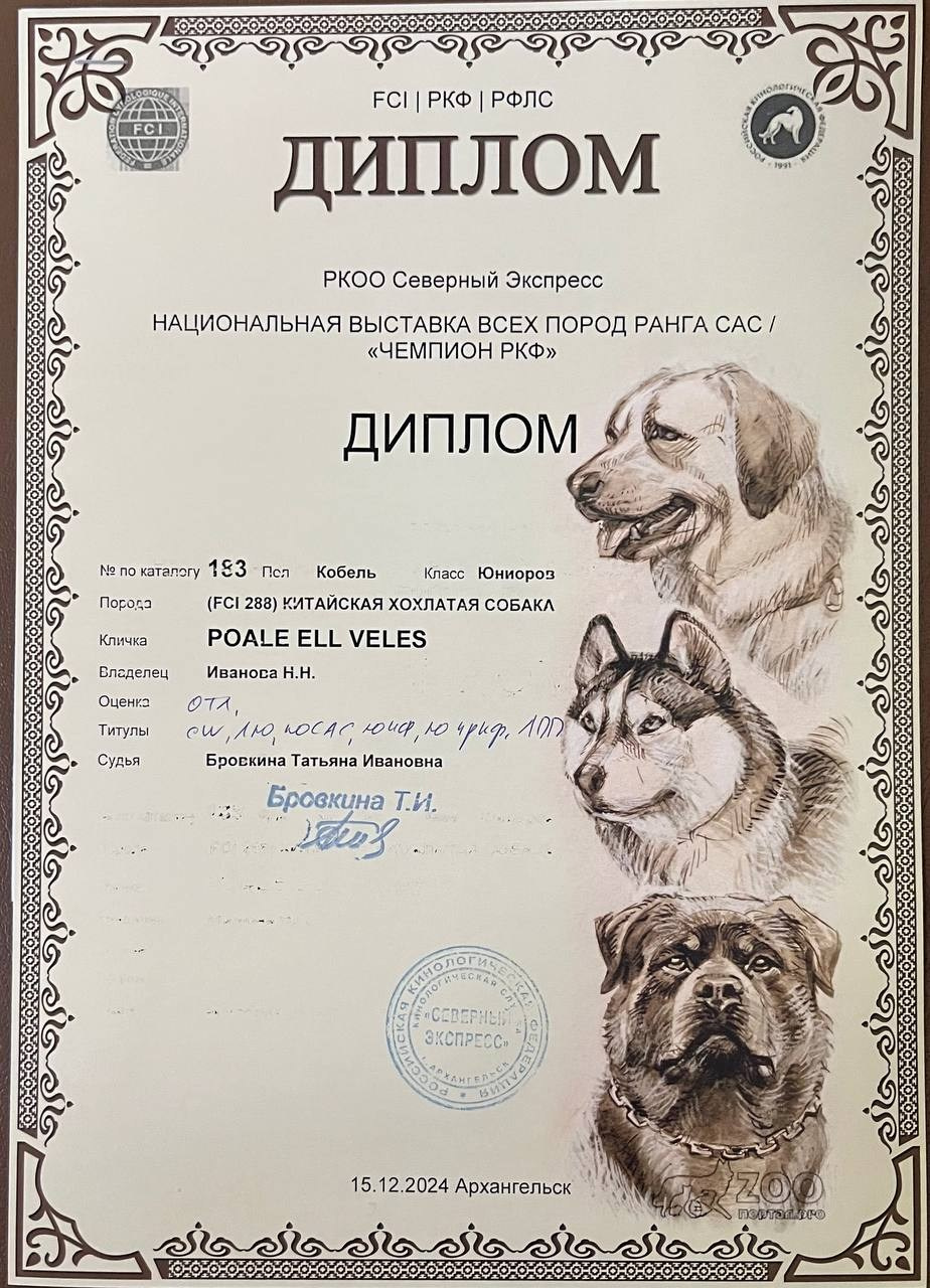 Poale Ell Veles. Chinese Crested Dog Kennel Poale Ell