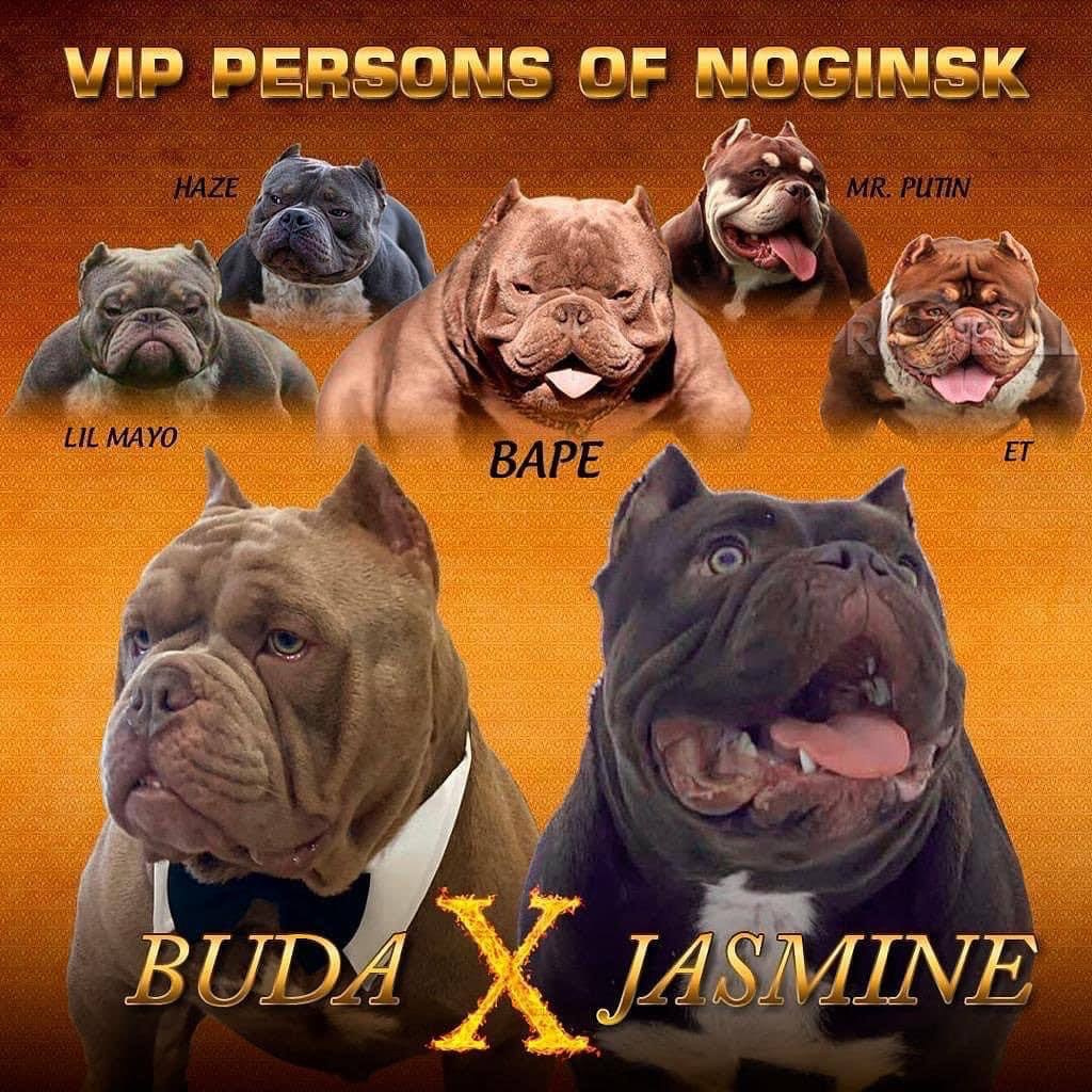 Купить Булли Воронеж, Купить Американского Булли Воронеж, Американский Булли Воронеж, Купить щенка Булли Воронеж,  Питомник Американских булли Воронеж, 