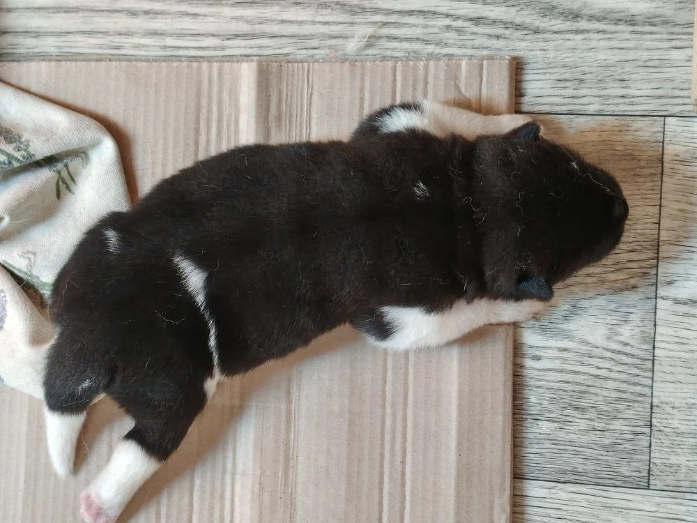 Rubylight Ul'yana. AMERICAN AKITA RUBYLIGHT KENNEL I SHIBA-INU