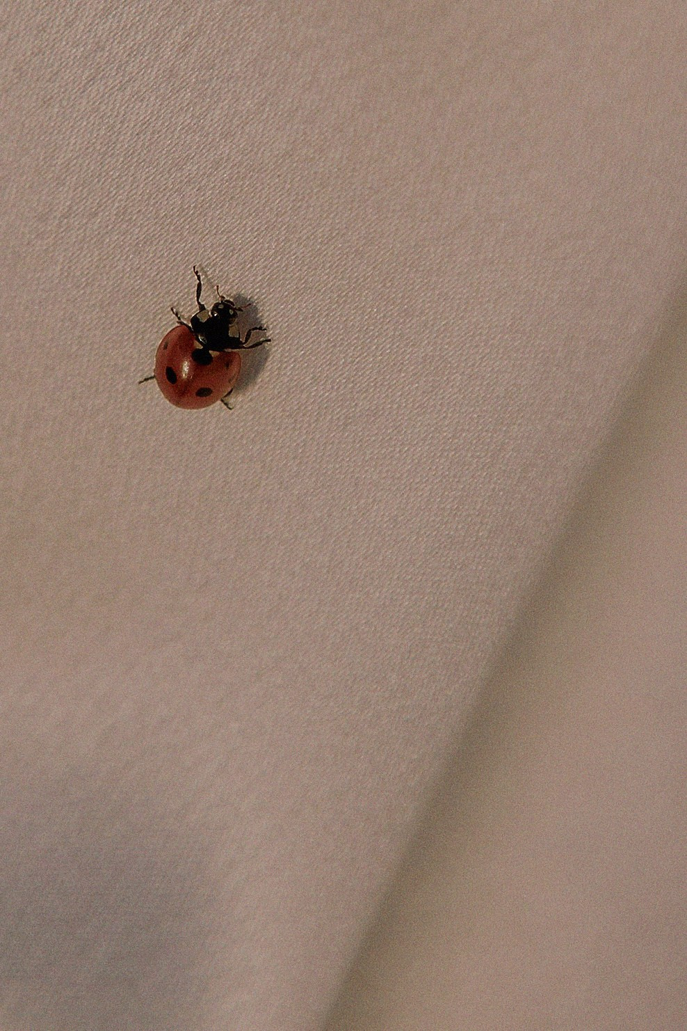 Унеси меня на закат. Фотограф Елена Краснопевцева