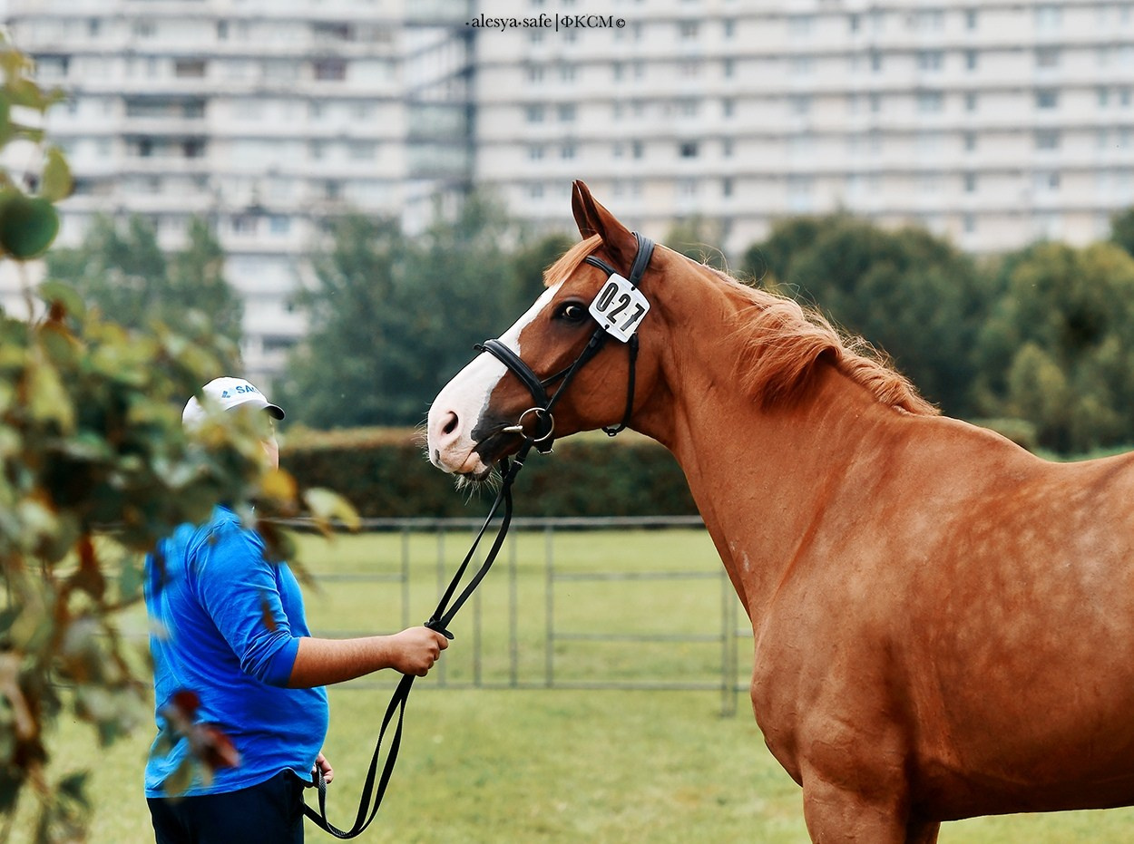 Кск Битца. Конный фотограф Alesya Safe