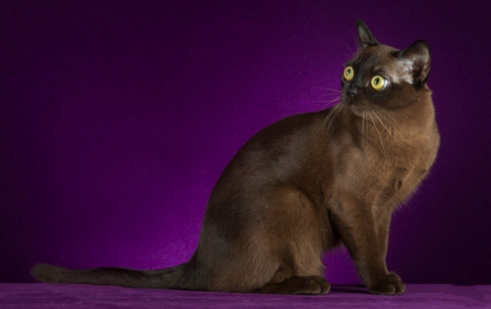 Котёнок американской бурмы. Las Burmas — питомник американской бурмы традиционных линий