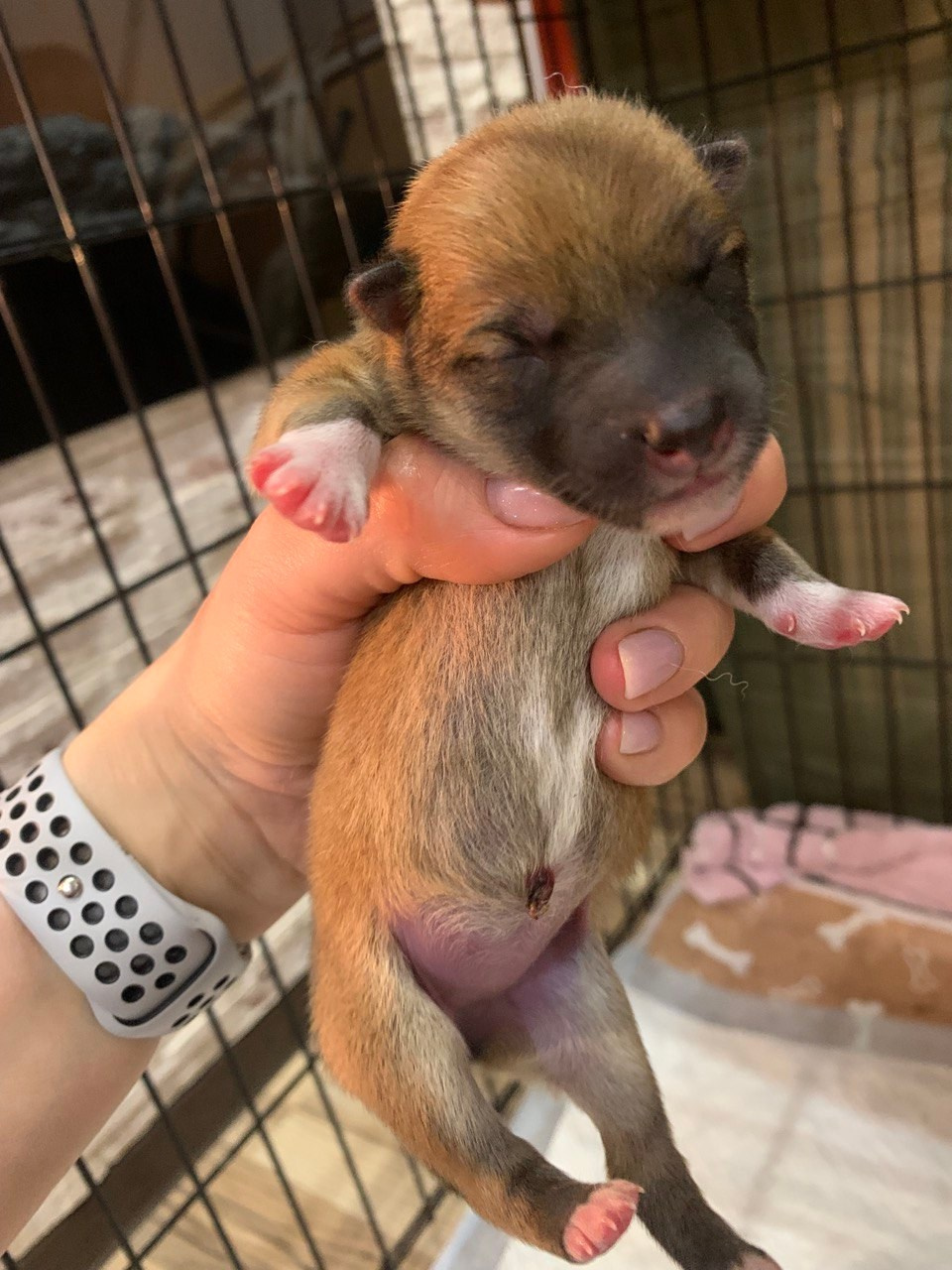 сиба питомник Рубилайт щенки на продажу rubylight  сиба щенки купить СПб Санкт-Петербург