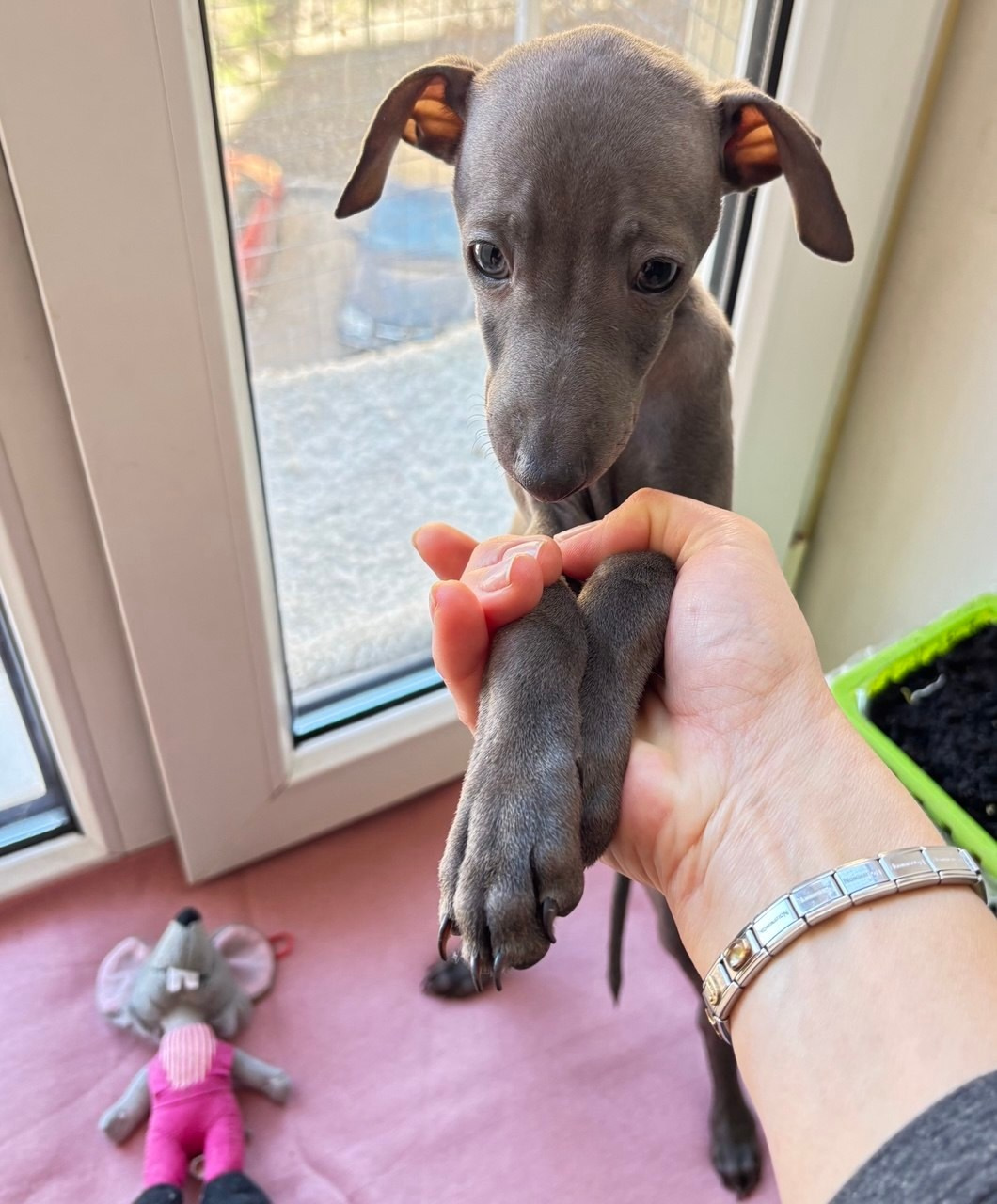 Голубые малыши. Профессиональный питомник левреток РКФ/FCI ASTI SAPPHIRE 💎 Сочи|Санкт-Петербург